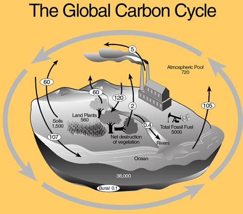 The Global Carbon Cycle